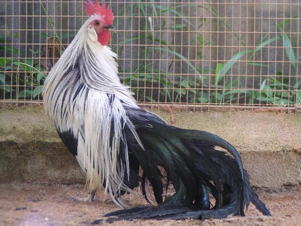 Gallina di razza Ohiki collo argento